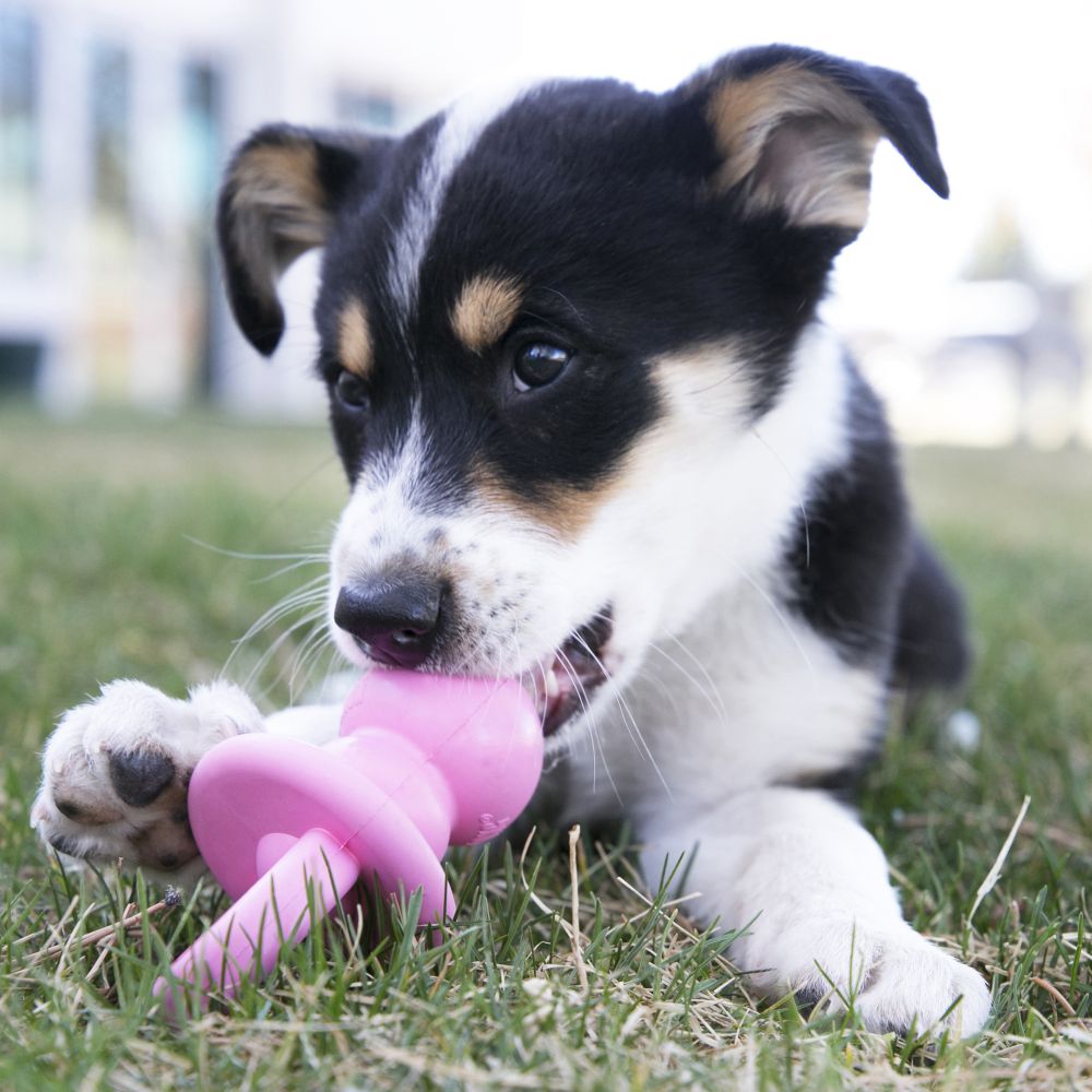 KONG Leksak Puppy Binkie Mix M 13,5cm