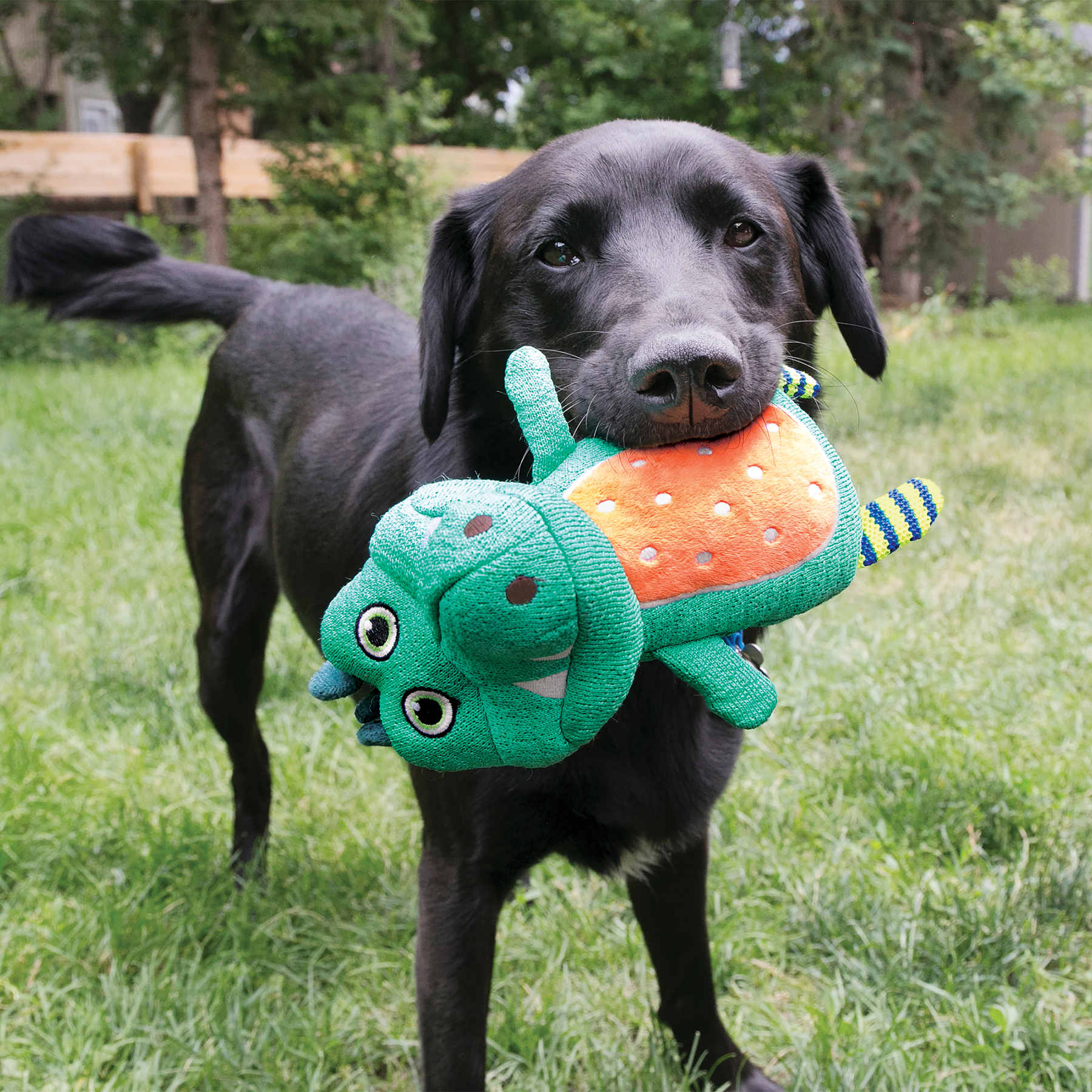 KONG Leksak Whoopz Gator Flerfärgad S 19cm