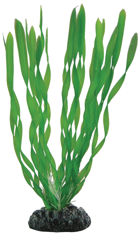 Hobby Dekorväxt Vallisneria Grön 20cm