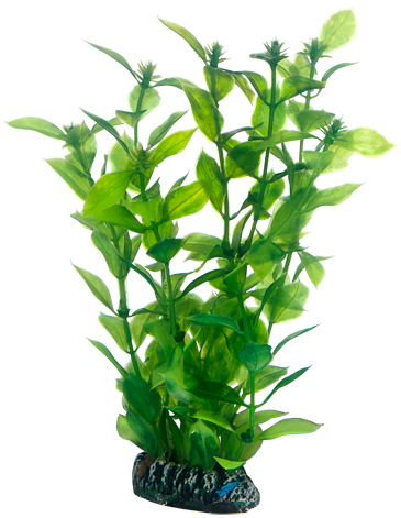 Hobby Dekorväxt Hygrophila 20cm