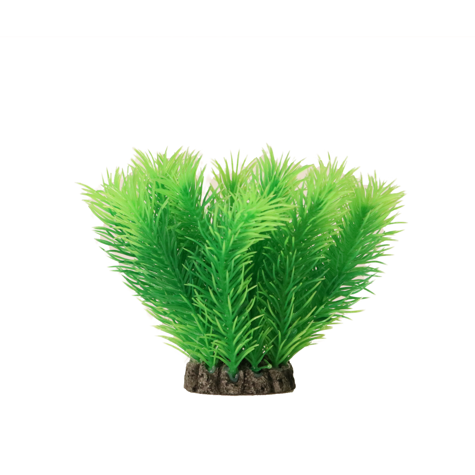 Aquael Dekorväxt Mayaca Grön S 10cm