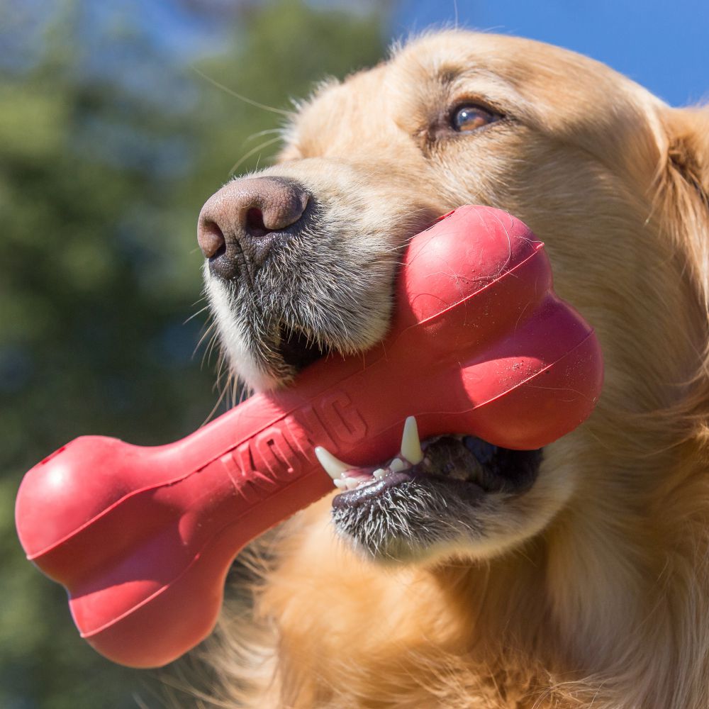 KONG Leksak Goodie Bone Röd M 18cm