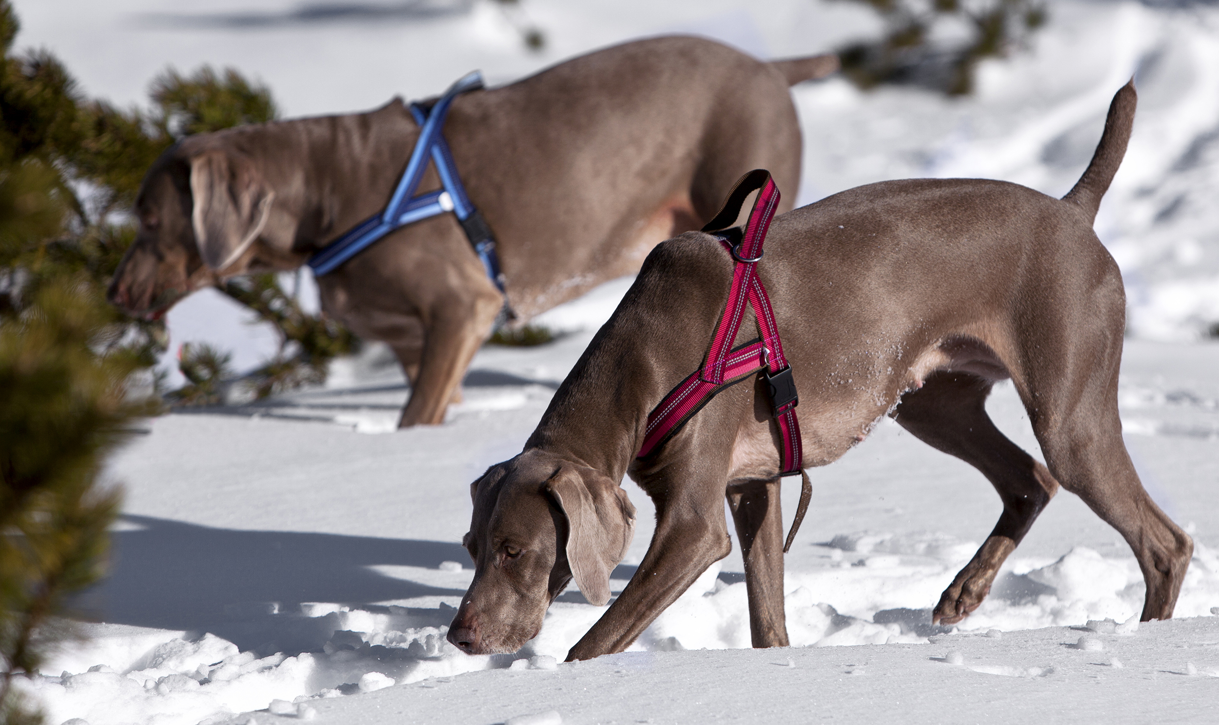 | Dog T Harness Active Rosa XXXL