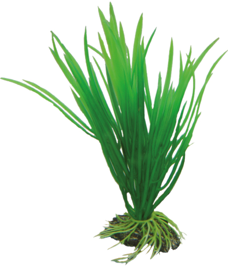 Hobby Dekorväxt Cyperus Grön 16cm
