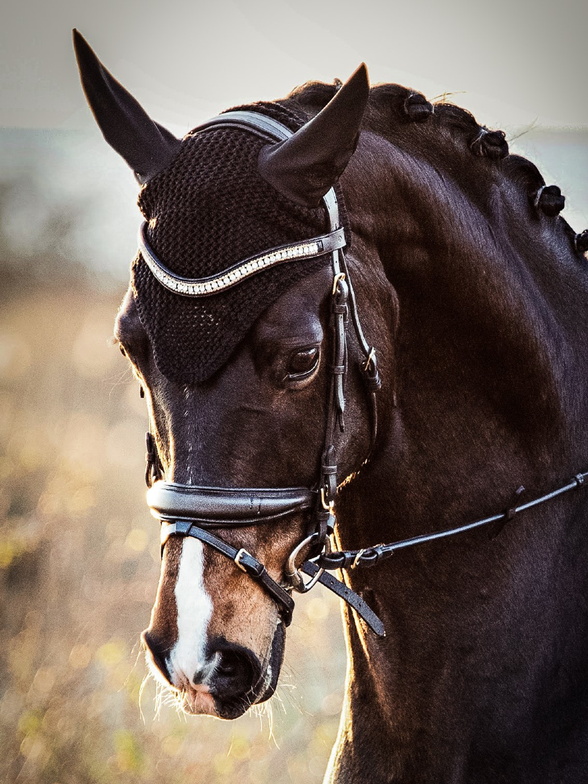 Jacson Cary Pannband Svart Cob
