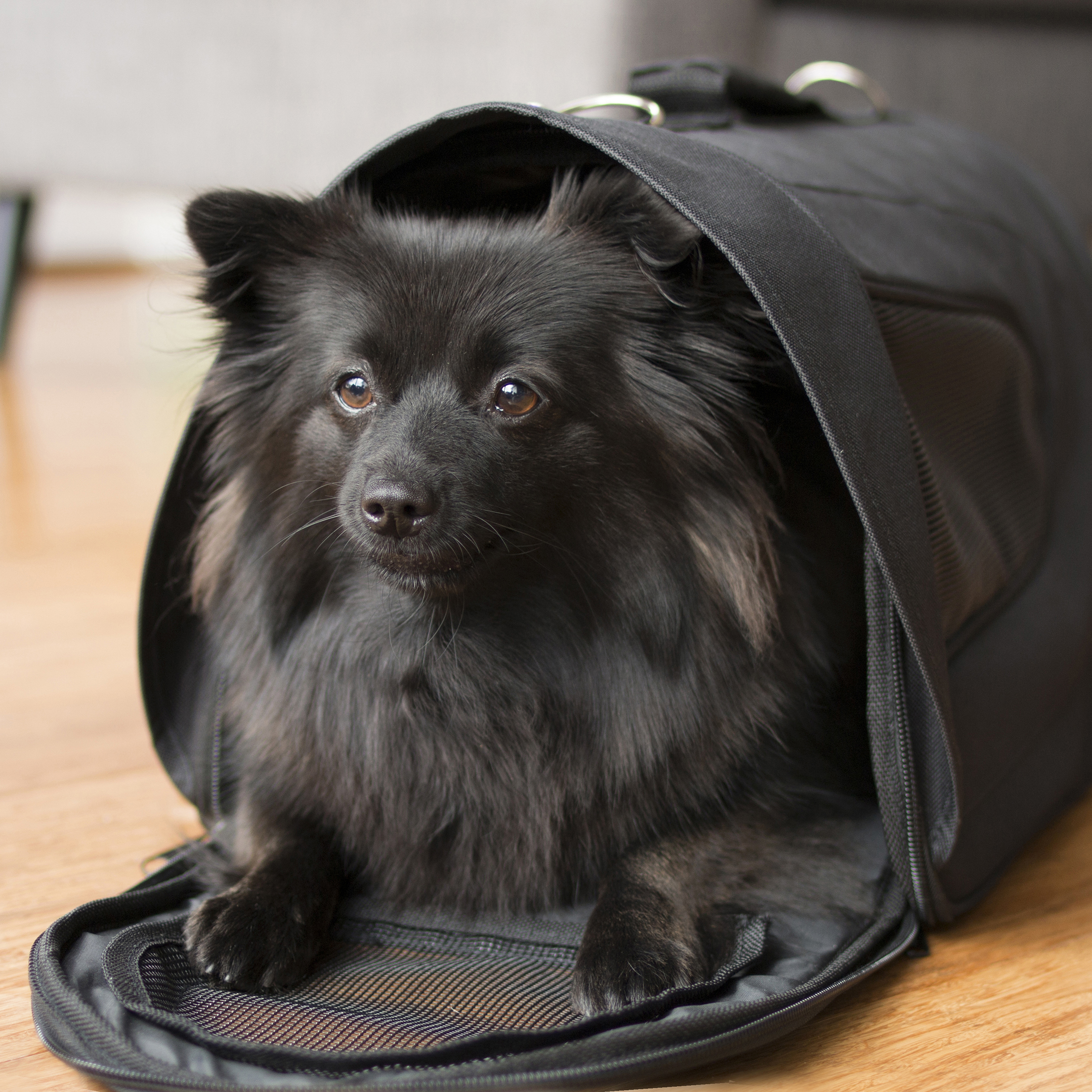 Dogman Bärväska Snobben Svart M 46cm