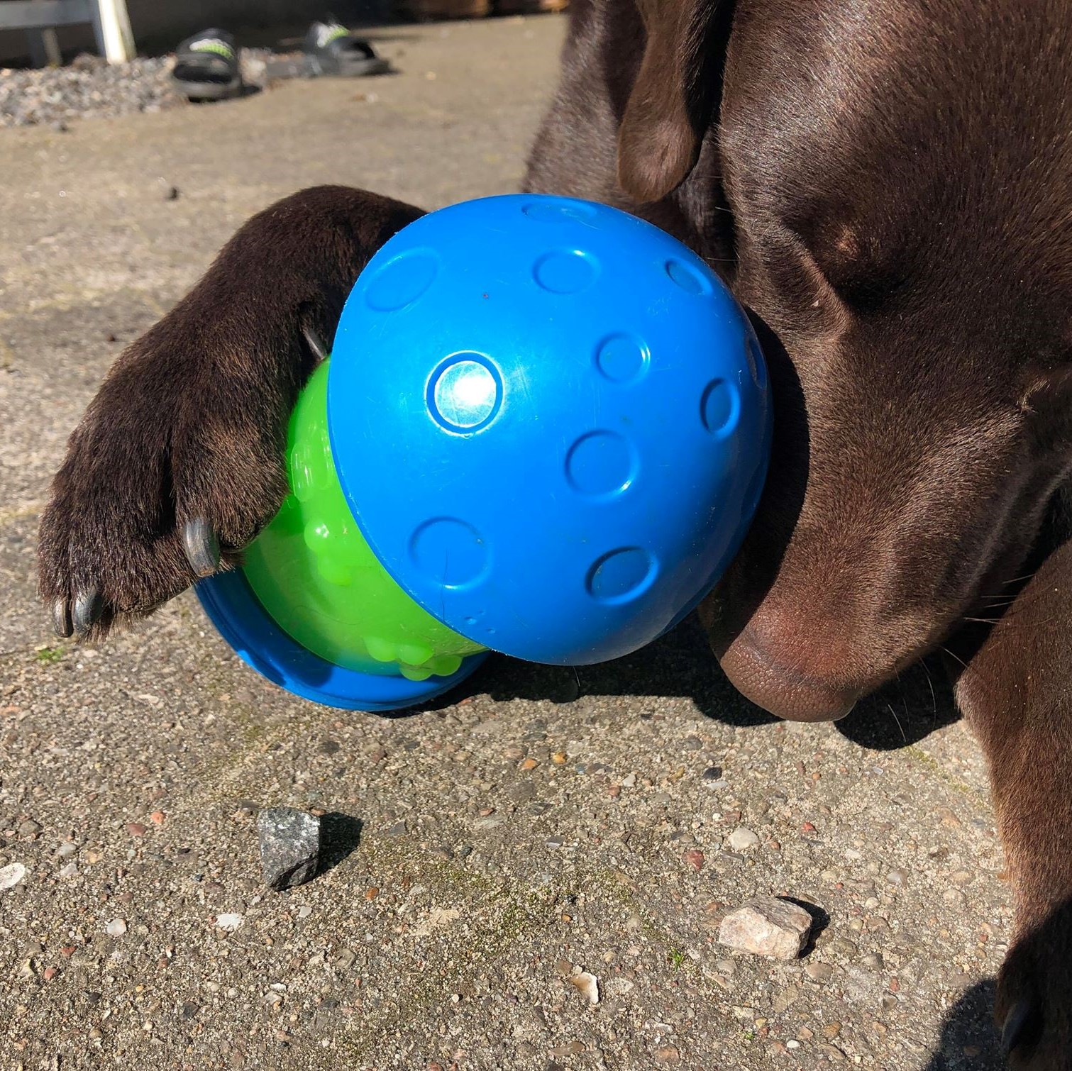 KONG Aktiveringsleksak Spin It Flerfärgad L 22cm