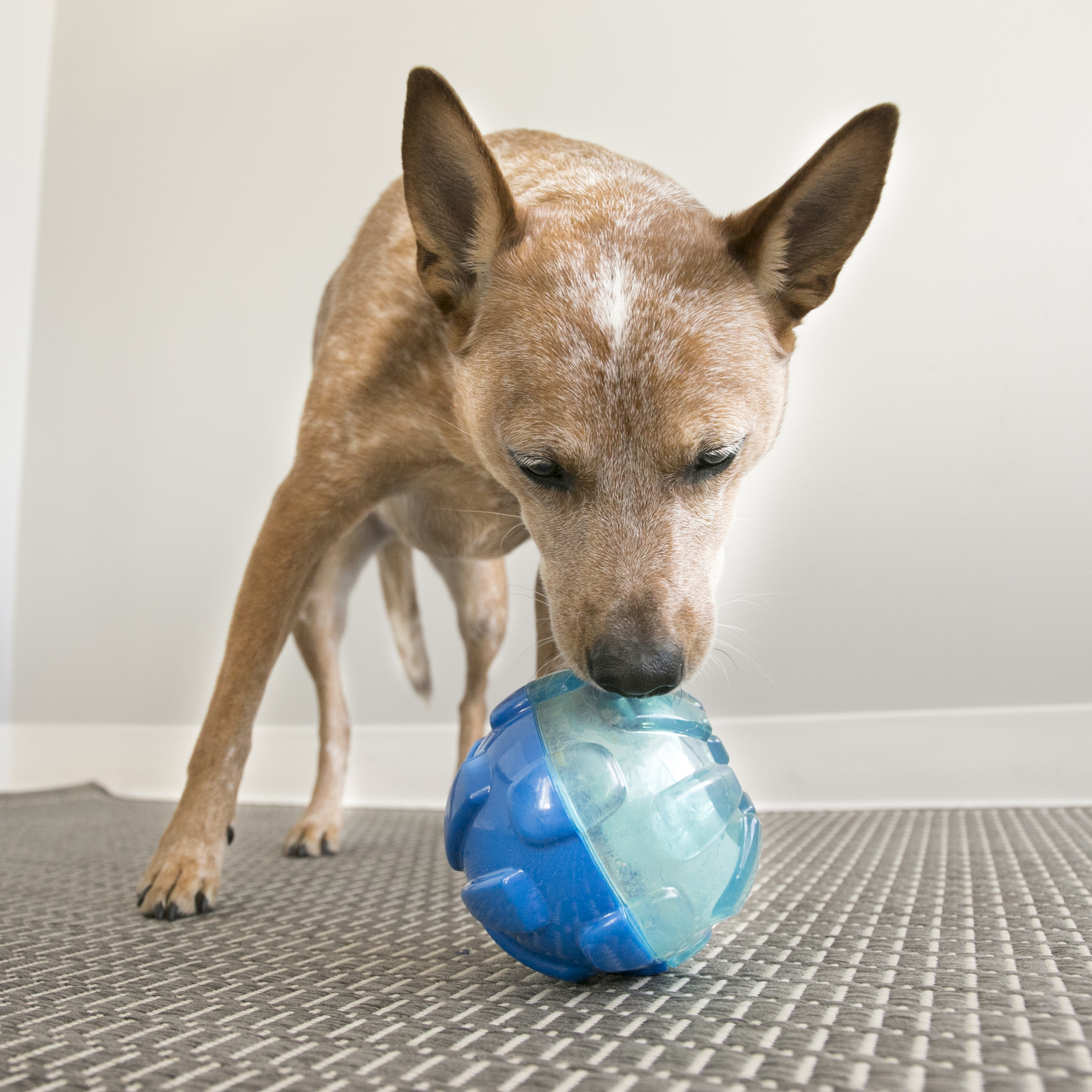 KONG Aktiveringsleksak Reward Ball Blå L 13cm